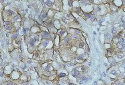 Anti-NDRG1 antibody, C-term used in IHC (Paraffin sections) (IHC-P). GTX41727