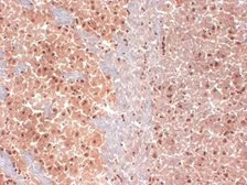 Anti-HCN1 antibody [S70-28] used in IHC (Frozen sections) (IHC-Fr). GTX41985