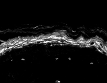 Anti-Nav1.8 antibody [S134-12] used in Immunohistochemistry (IHC). GTX42021