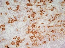Anti-CD163 antibody [ED2] used in IHC (Frozen sections) (IHC-Fr). GTX42367