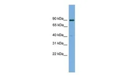 Anti-KCTD16 antibody, N-term used in Western Blot (WB). GTX44908