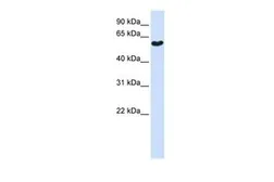 Anti-SYT3 antibody, N-term used in Western Blot (WB). GTX45928