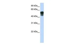 Anti-SPNS1 antibody, N-term used in Western Blot (WB). GTX45931