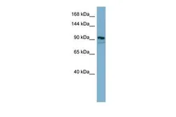 Anti-FAM62B antibody, Internal used in Western Blot (WB). GTX46045