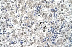 Anti-RTN2 antibody, N-term used in IHC (Paraffin sections) (IHC-P). GTX46422