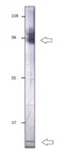 Anti-LARP7 antibody used in Western Blot (WB). GTX47884