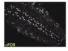 Anti-Drosophila Fos antibody used in Immunohistochemistry (IHC). GTX47892