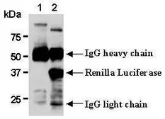 Anti-Renilla Luciferase antibody used in Immunoprecipitation (IP). GTX47953