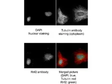 Anti-RNF2 antibody used in Immunocytochemistry/ Immunofluorescence (ICC/IF). GTX48486