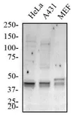 Anti-ATG5 antibody used in Western Blot (WB). GTX48583