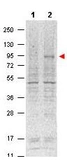 Anti-STAT5A (phospho Tyr694) antibody [5F6.F1] used in Western Blot (WB). GTX48647