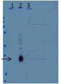 Anti-C/EBP delta antibody used in Western Blot (WB). GTX48713