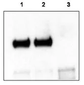 Anti-Trkct1 antibody used in Immunoprecipitation (IP). GTX48720