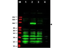 Anti-Ajuba antibody used in Western Blot (WB). GTX48743
