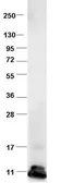 Anti-MCP1 / CCL2 antibody used in Western Blot (WB). GTX48813