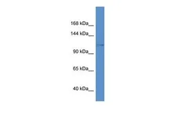 Anti-Kv12.1 antibody, C-term used in Western Blot (WB). GTX49070