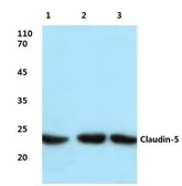 Anti-Claudin 5 antibody used in Western Blot (WB). GTX49370