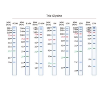 Trident Prestained Protein Ladder (Standard Range). GTX49384