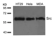 Anti-Src antibody used in Western Blot (WB). GTX50504