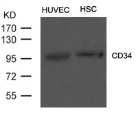 Anti-CD34 antibody used in Western Blot (WB). GTX50754