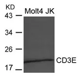 Anti-CD3 epsilon antibody used in Western Blot (WB). GTX50796