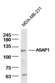 Anti-ASAP1 antibody used in Western Blot (WB). GTX51586