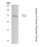 Anti-MMP15 antibody [5D11] used in Western Blot (WB). GTX52481