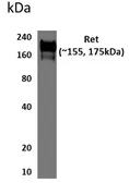 Anti-Ret antibody [4G1] used in Western Blot (WB). GTX53139