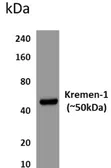Anti-KREMEN1 antibody [6K45] used in Western Blot (WB). GTX53210