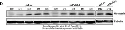 Anti-GDF8 / Myostatin antibody [13F2] used in Western Blot (WB). GTX53334