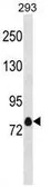 Anti-Kv1.4 antibody used in Western Blot (WB). GTX53679