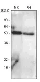 Anti-BMP7 antibody [4E7] used in Western Blot (WB). GTX53692