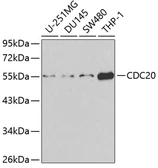 Anti-CDC20 antibody used in Western Blot (WB). GTX53935