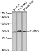 Anti-mAChR M5 antibody used in Western Blot (WB). GTX53955