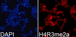 Anti-Histone H4R3me2 (di-methyl Arg3) antibody used in Immunocytochemistry/ Immunofluorescence (ICC/IF). GTX54116