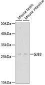 Anti-GJB3 antibody used in Western Blot (WB). GTX54127