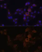 Anti-GRP antibody used in Immunocytochemistry/ Immunofluorescence (ICC/IF). GTX54161