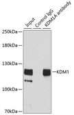 Anti-LSD1 antibody used in Immunoprecipitation (IP). GTX54328