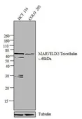 Anti-MARVELD2 antibody used in Western Blot (WB). GTX54515