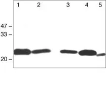 Western Blot（WB）中使用的抗-Claudin 1抗体。GTX54539型