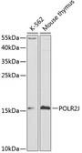 Anti-POLR2J antibody used in Western Blot (WB). GTX54570