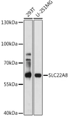 Anti-SLC22A8 antibody used in Western Blot (WB). GTX54700