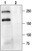 Anti-Cav2.1 antibody used in Western Blot (WB). GTX54753