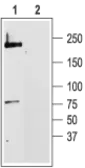 Anti-Cav1.2 antibody used in Western Blot (WB). GTX54754