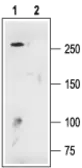 Anti-Cav1.3 antibody used in Western Blot (WB). GTX54755