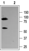 Anti-Kv7.3 / KCNQ3 antibody used in Western Blot (WB). GTX54782