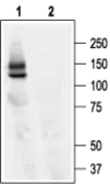 Anti-Kv11.1 antibody used in Western Blot (WB). GTX54785