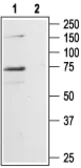 Anti-P2X7 antibody used in Western Blot (WB). GTX54794