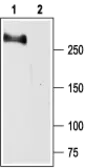 Anti-Nav1.2 antibody used in Western Blot (WB). GTX54797