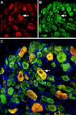 Anti-ASIC3 antibody used in IHC (Frozen sections) (IHC-Fr). GTX54807